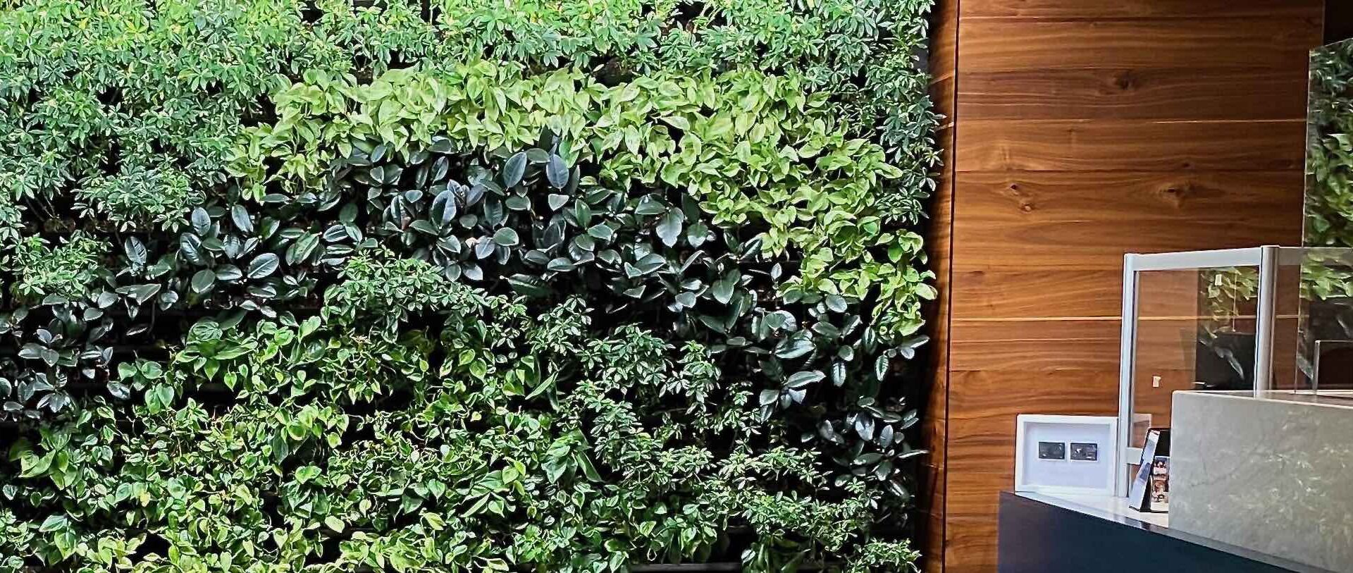 a wall of green plants