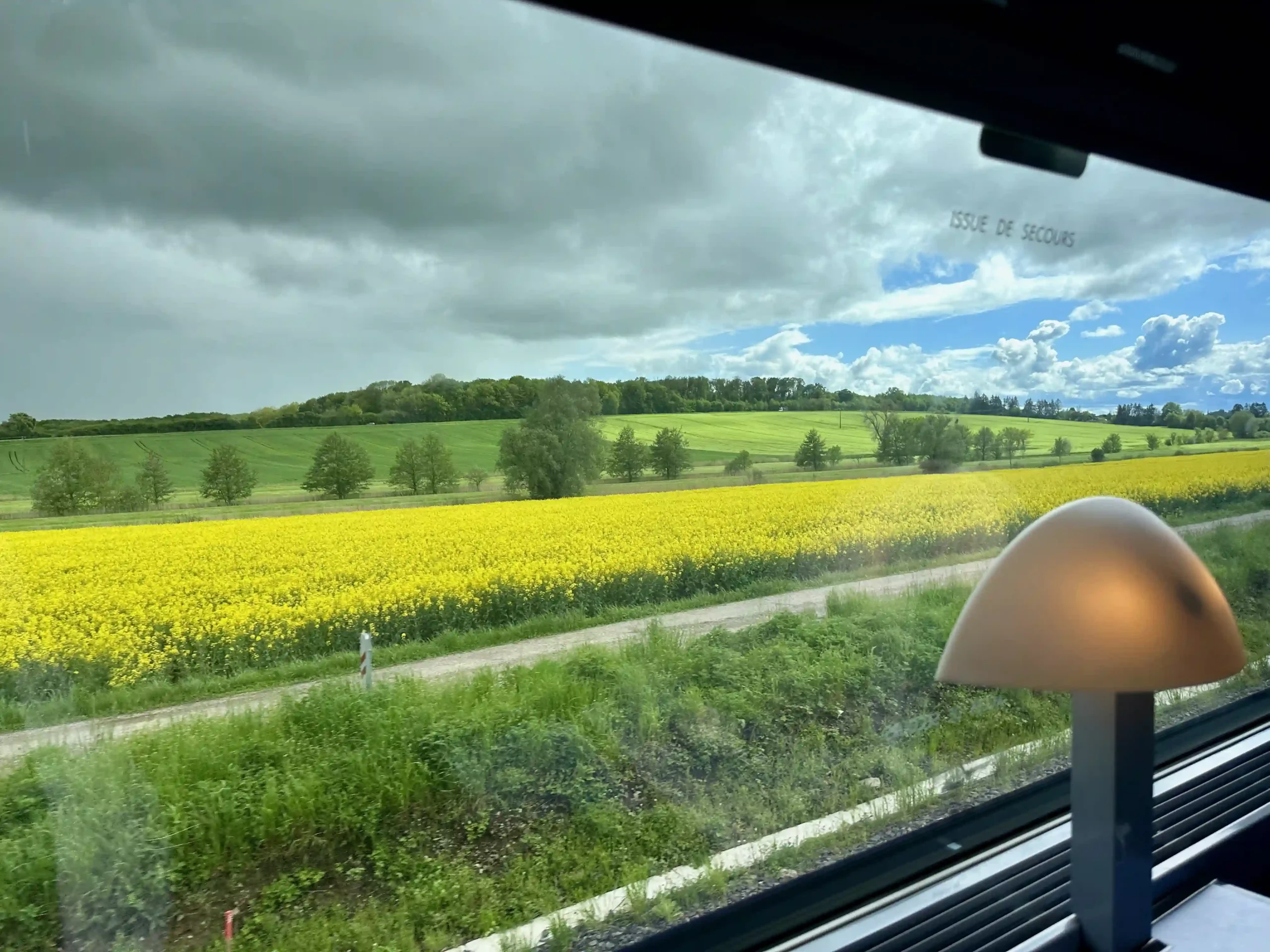 a view of a field of flowers from a train window
